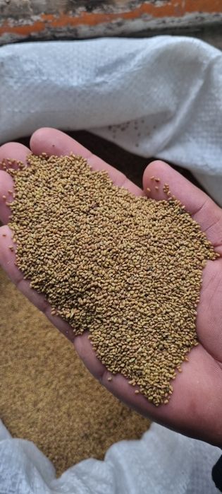 Жоңышқа урык 212