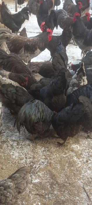 Ouă pentru incubat