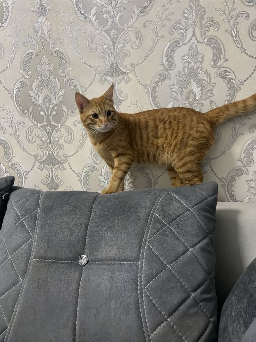 Mushuk vyaskaga beriladi