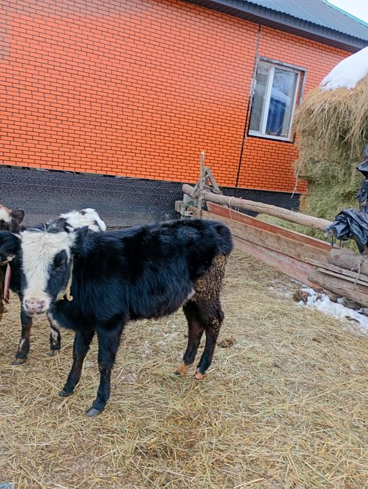 2 ұрғашы бұзау сатамын