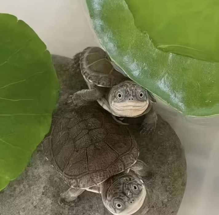 Африканская пеломедуза черепаха