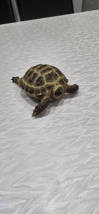 Черепаха сухопутная