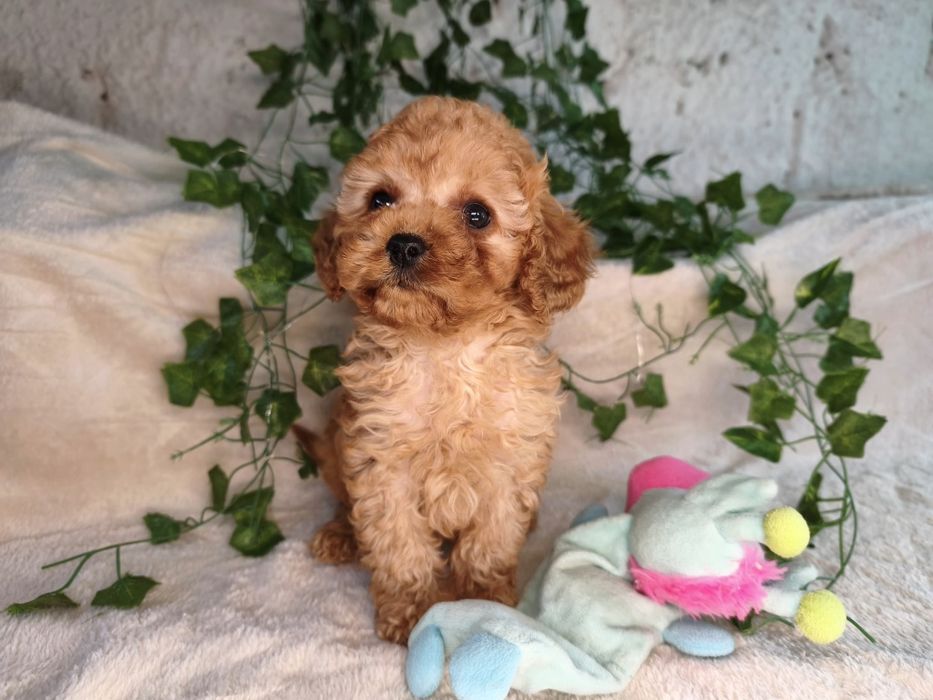 Vand fetita Cavapoo f1b