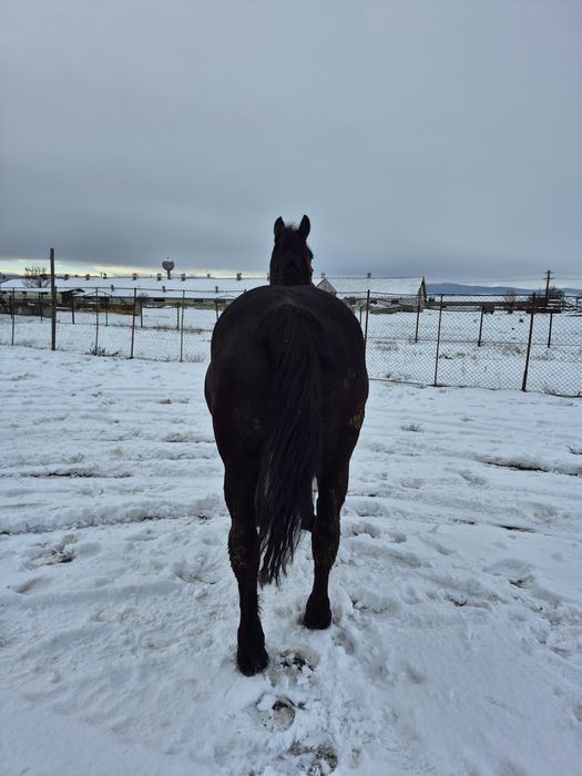 Iapă de vânzare 3 ani