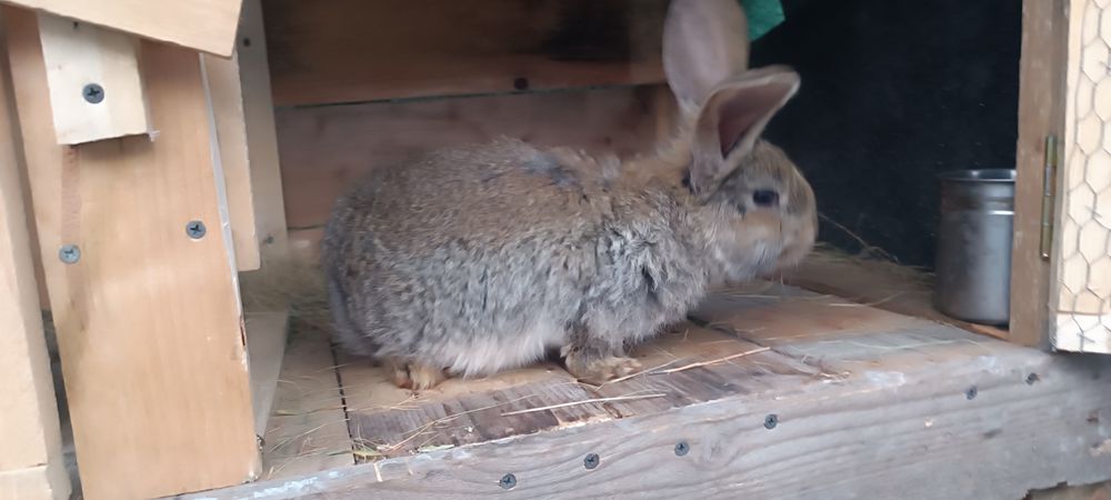 Едри  зайци великани 3 месеца