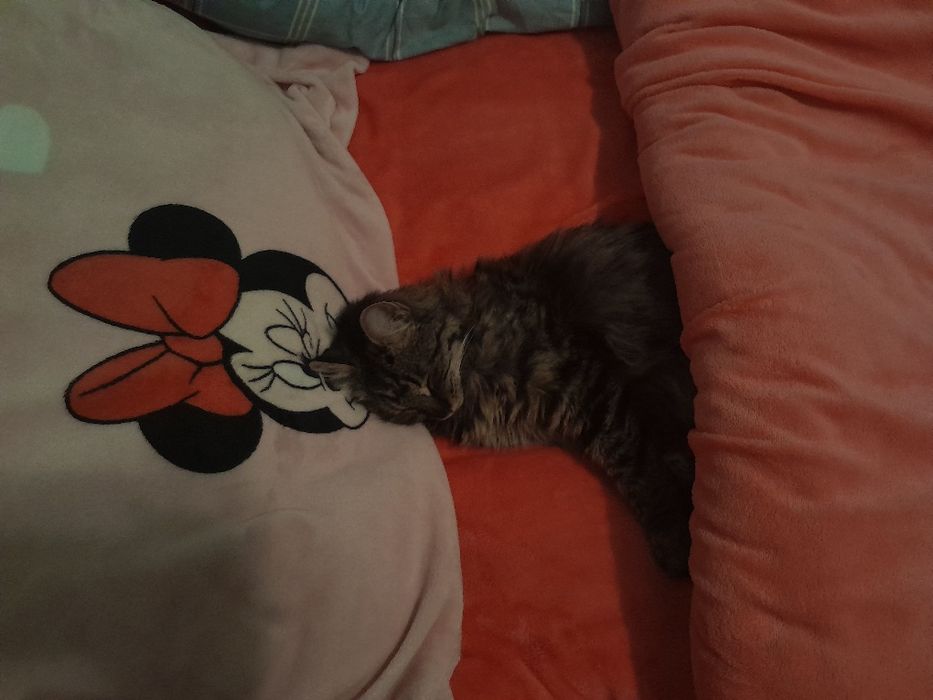 кошка молодая красивая