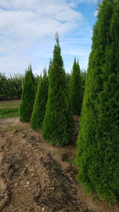 Tuia smarald și columnaris