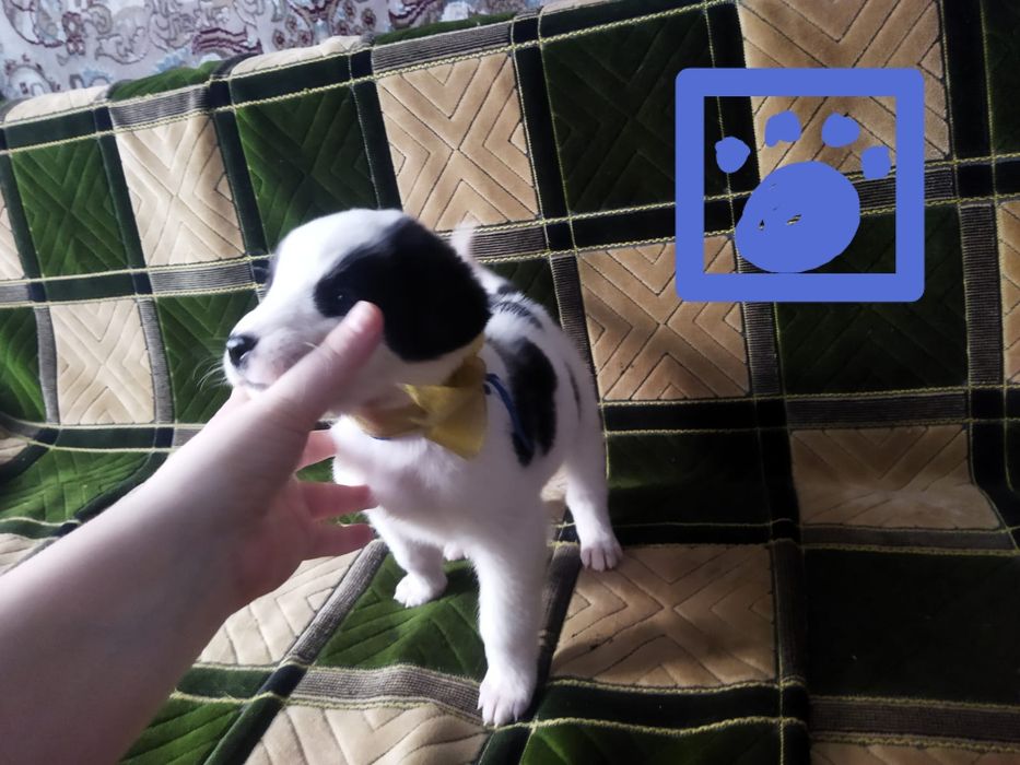 Щенки в хорошие руки!