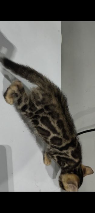 Bengal oʻgʻil qiz sotiladi sogʻlom 2oylikdan oʻtdi manzil Namangan