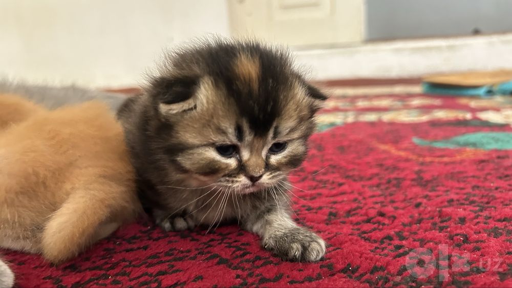 Scottish fold mushuk