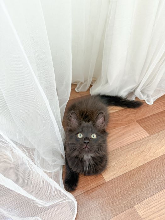 Ласковый котенок в поиске семьи