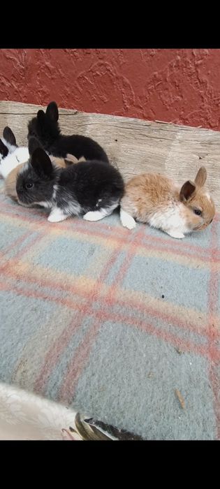 Iepurași cap de leu pitic mini