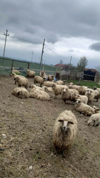 Oi şi berbeci de vanzare
