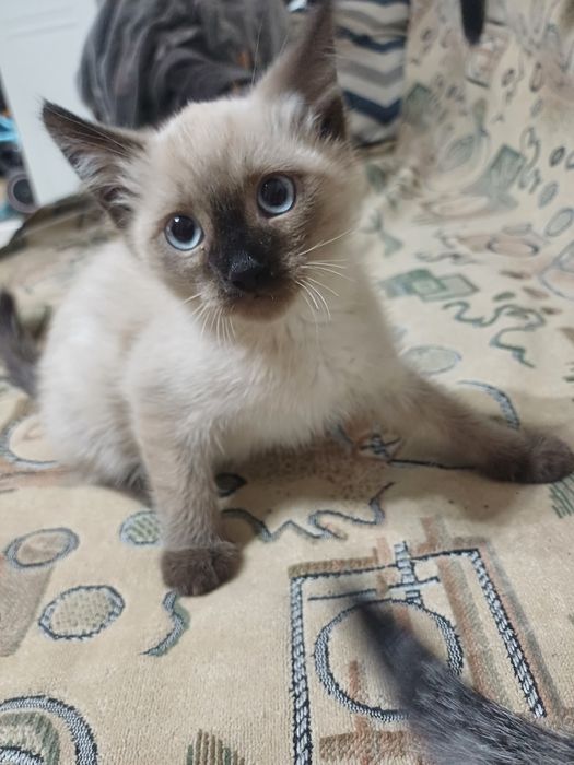 Одам даром котят.