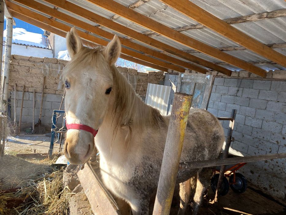 Жылқы байтал сатылады