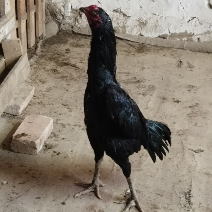 Продам Бойцовый дакан