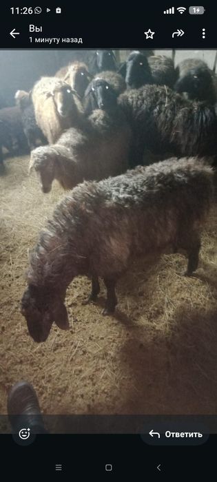 Продам барана матку
