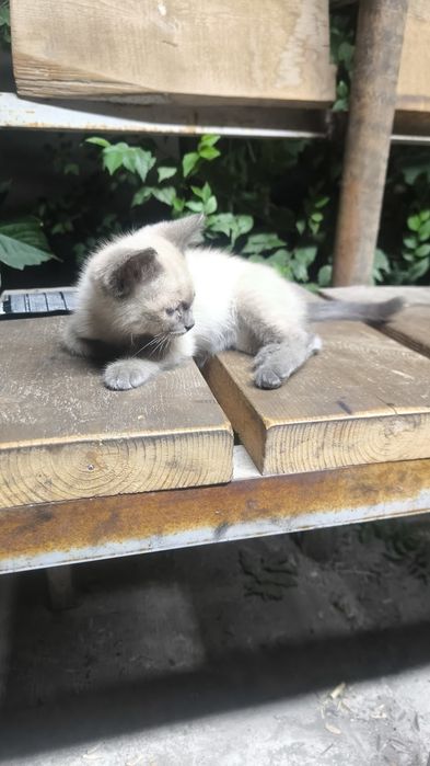 Сиамский котенок