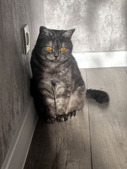 Кошка шотландская скотиш страйт