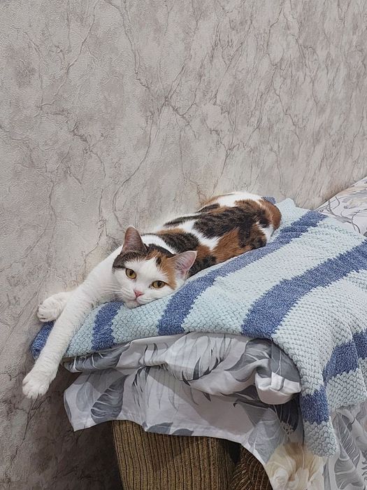 Красивая,умная кошечка