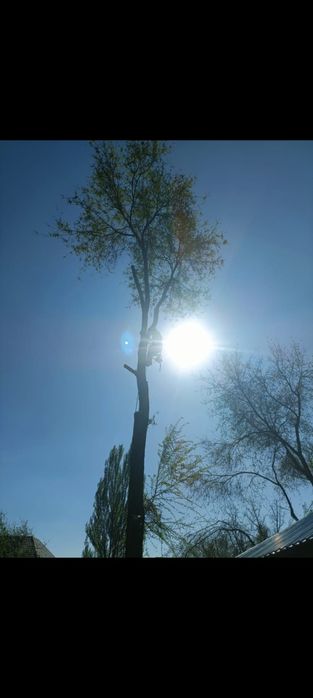 Спил деревьев,агаш кесемиз