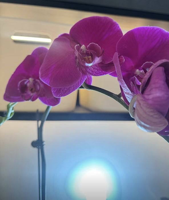 Орхидея ампельная