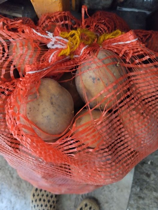 Продам картофель сорт Гала