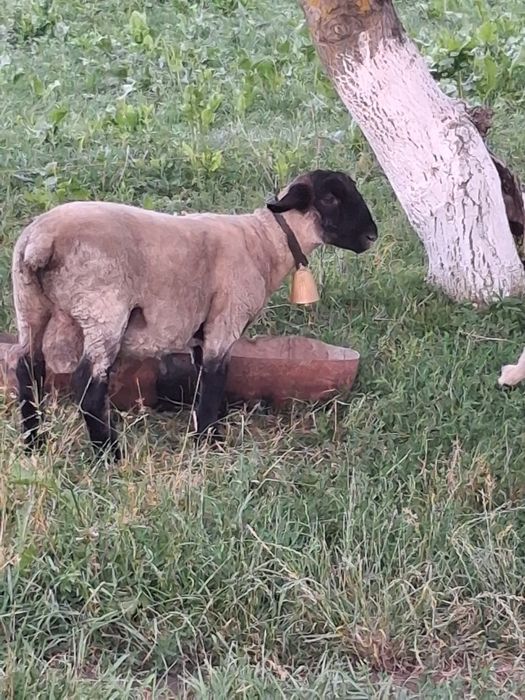 Oaie suffolk + un berbecut si o mieluta de 5 luni de vanzare