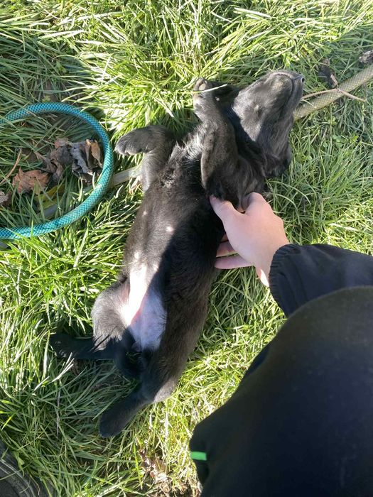 Кученца Кокерчета