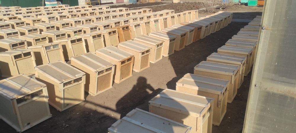 Пчелопакеты Карника F-1