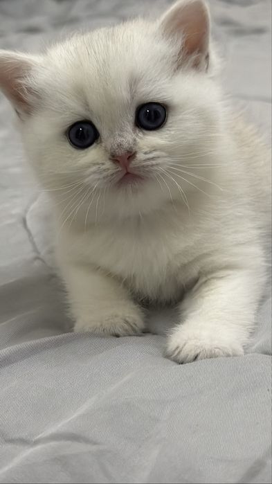 Шиншилла silver ns 11