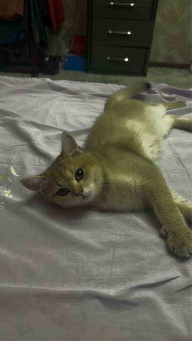 золотистие шиншилла сотилади