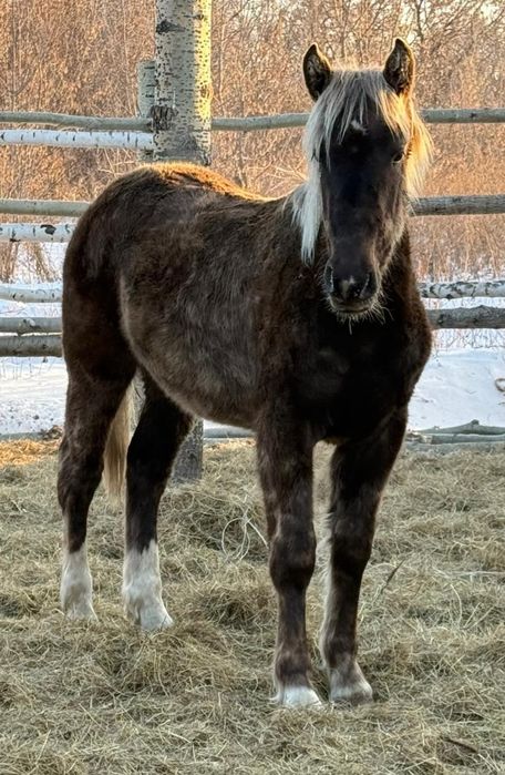 Продам тяжеловозов жеребчиков