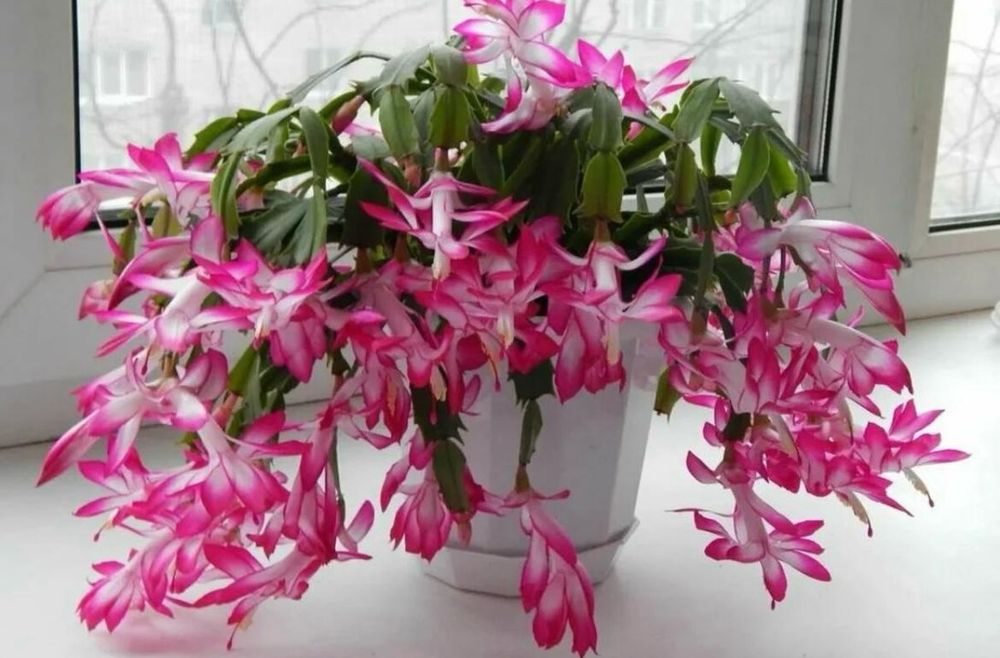 Комнатные растения