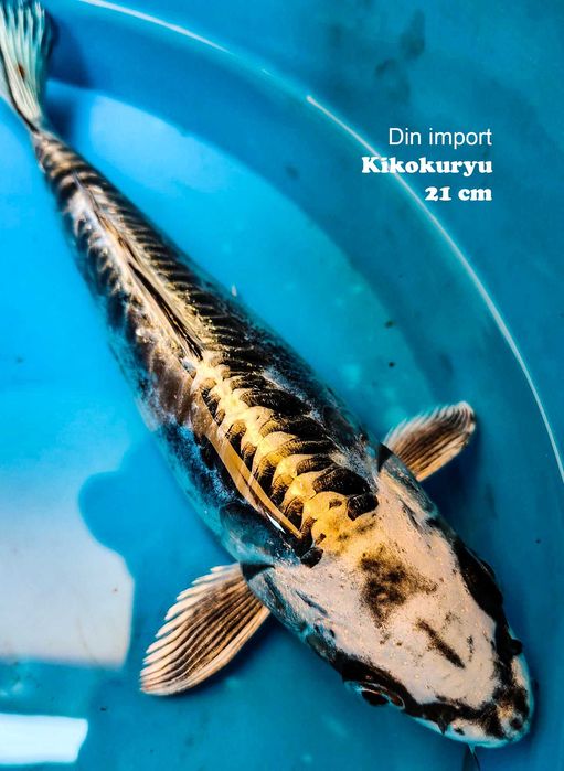 Crapi koi iaz import, 20-25 cm ( Km 44 pe A1 București-Pitești )
