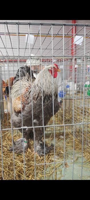 Vând cocoși Brahma Silver Orange