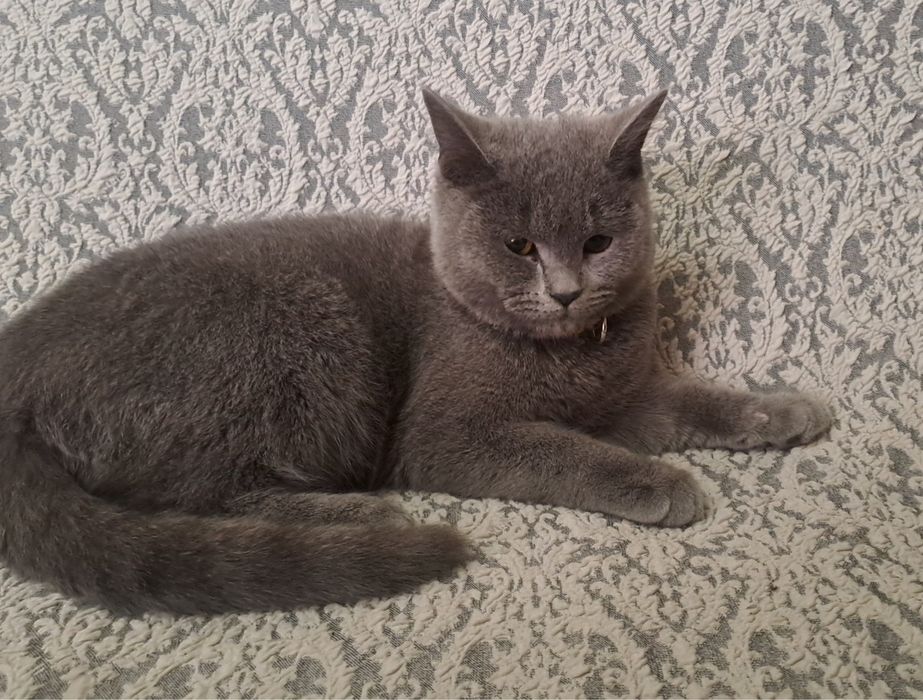 Скоттиш Страйт