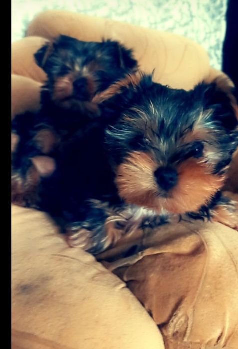 Продам щенков йоркширского терьера