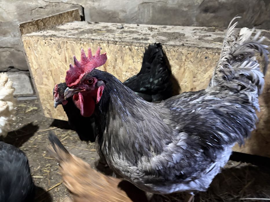 Продам петухов джерси гиганты