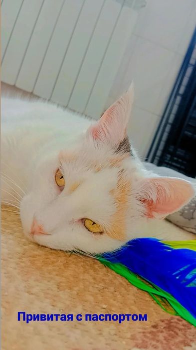 Снежана в ДОБРЫЕ руки