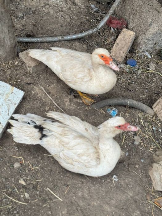 Индуткалар сотилади