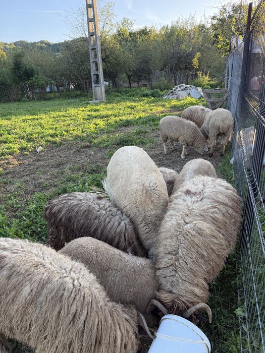 Oi de vanzare metis texel