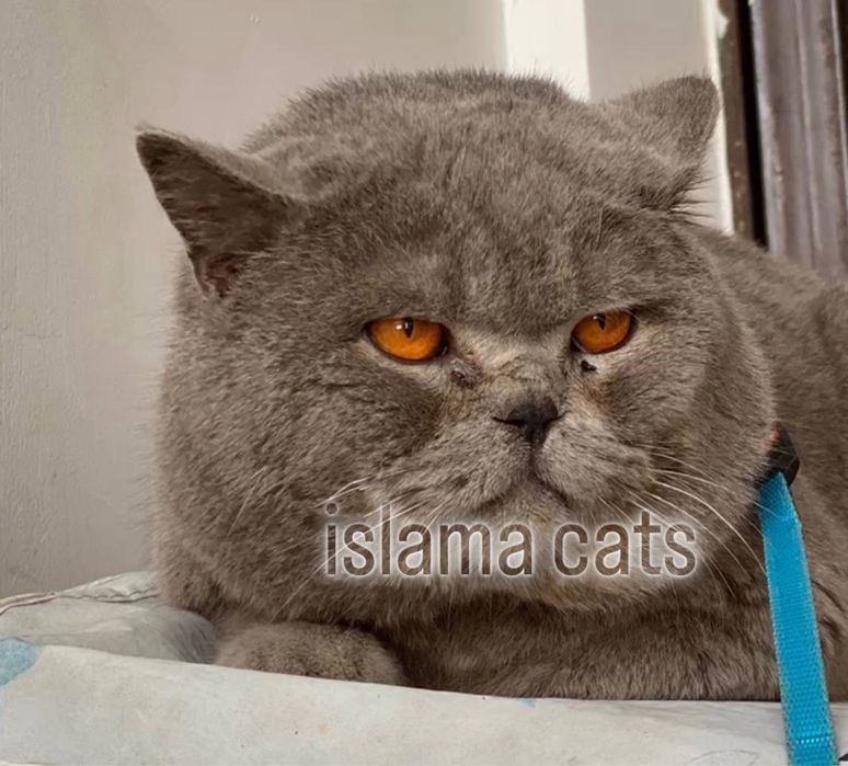 Viyaskaga BRITANISKIY asl qon