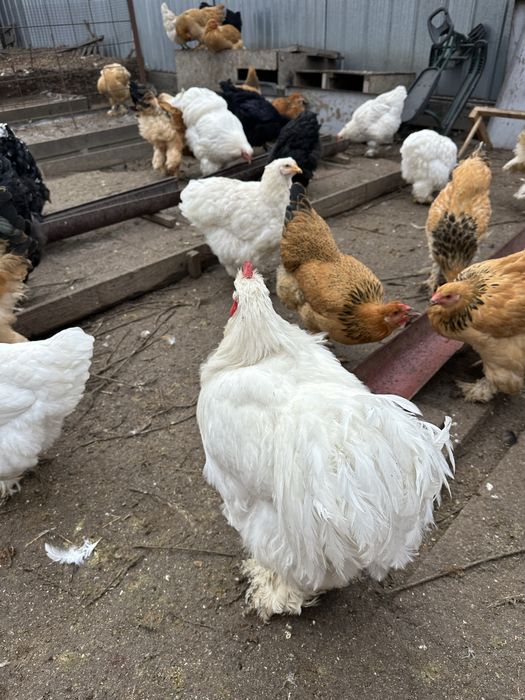 Петухкохинхин белый