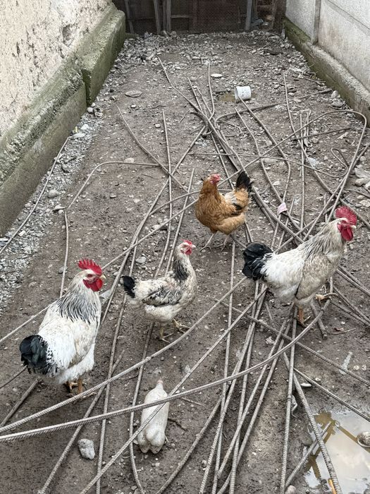 Питухи порода Адлер