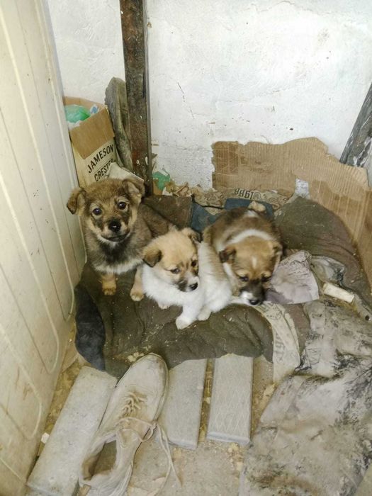 Маленькие звонки в добрые руки