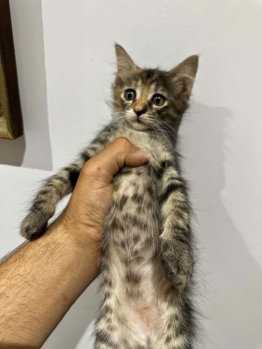 Подарявам котенце