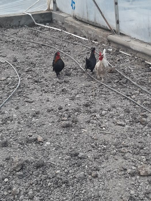 Yaponchalar sotiladi Soni 3ta manzil fargona shahar