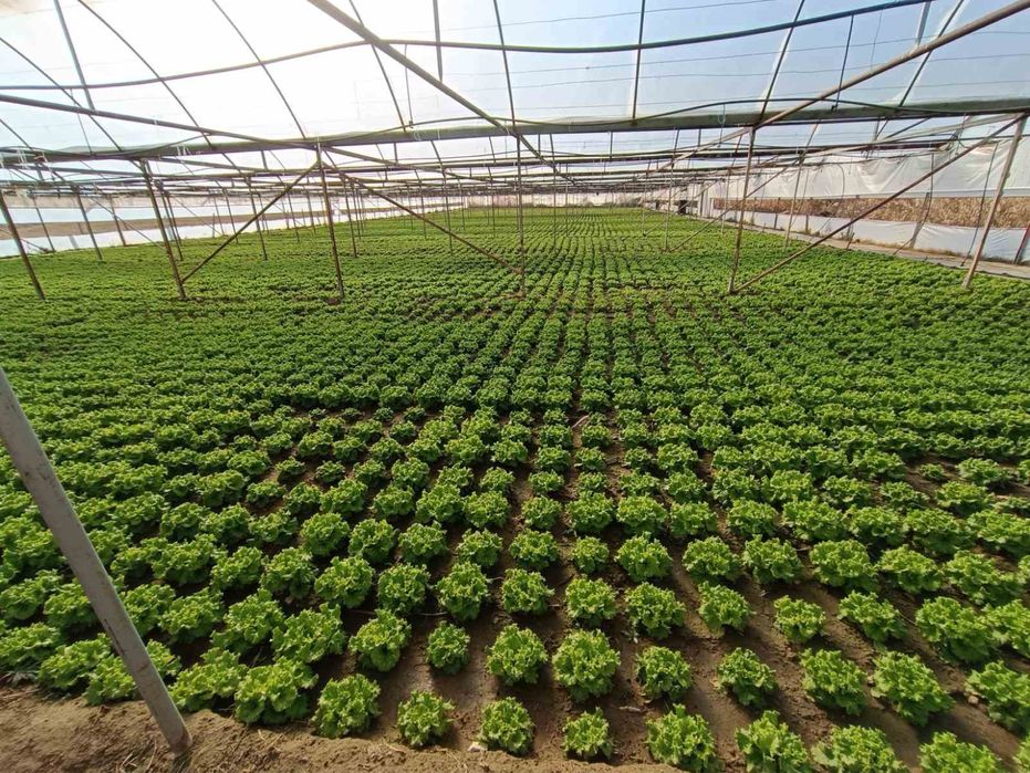 Продава се Земеделски имот в с. Спатово, Област Благоевград -  кв.м за 28688 €/дка - Снимка #9