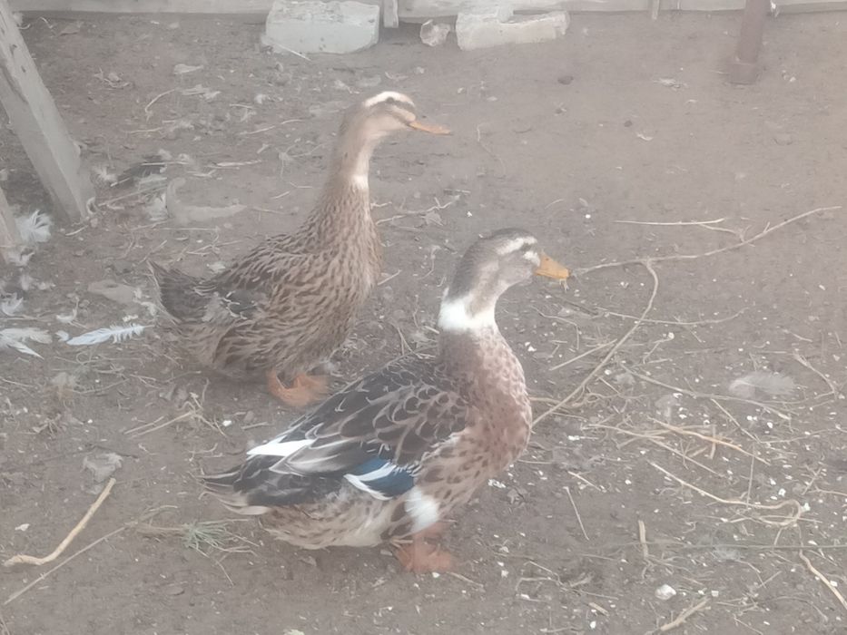 Продам домашних уток